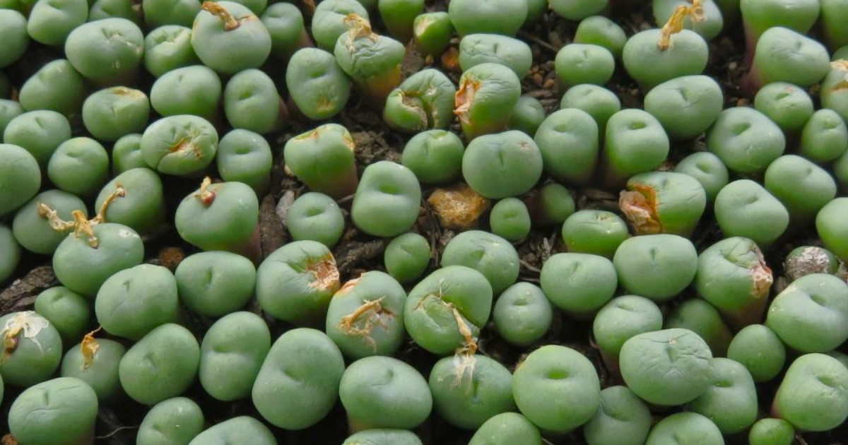 コロコロしたフォルムが可愛い！冬型多肉植物コノフィツム – たにくり