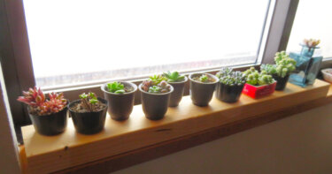 多肉植物を屋内で育てるのは無理？【答え：無理じゃないよ！】