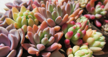 多肉植物を育てやすさ重視で選ぶなら 鉢の素材はコレがオススメ！