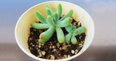 初めて買った多肉植物の成長過程　二年後の姿とは？
