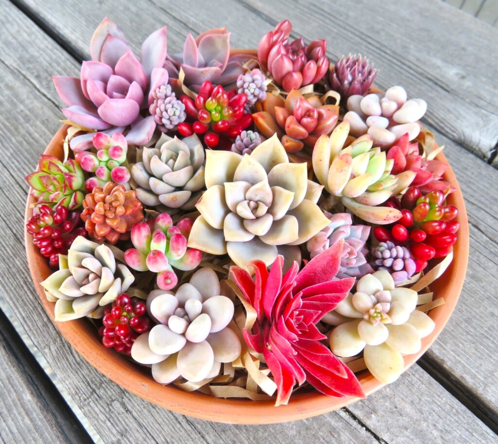 多肉植物を鮮やかに紅葉させたい 管理とコツは たにくりぽこり