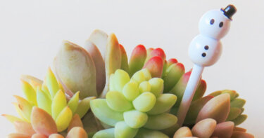 【多肉植物の冬越し】うっかり枯らさないための３つの注意点