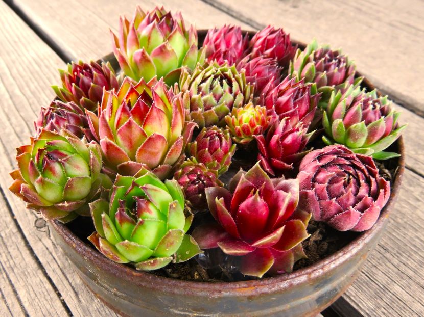 きっとハマる！多肉植物 センペルビウムの魅力 – たにくりぽこり