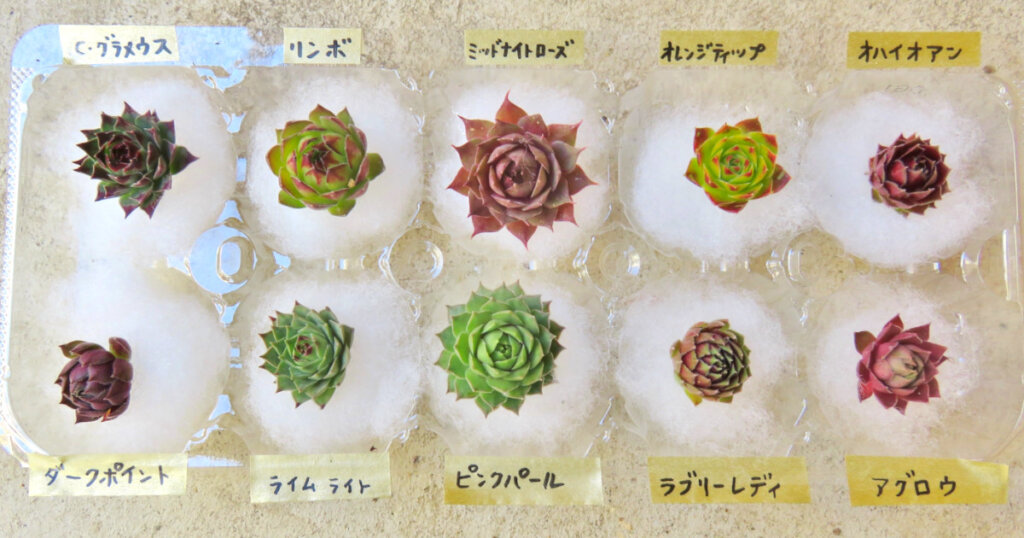 きっとハマる 多肉植物 センペルビウムの魅力 たにくりぽこり