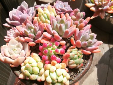 多肉植物を鮮やかに紅葉させたい！管理とコツは