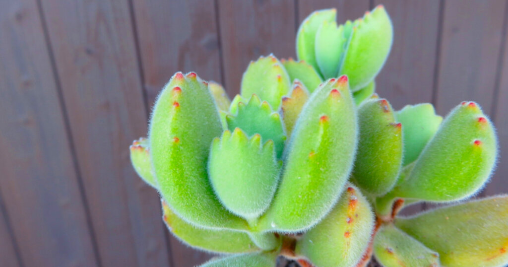 多肉植物 コチレドン 熊童子 ハートマーク入り