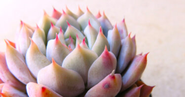 【多肉植物 エケベリア】その魅力と育て方